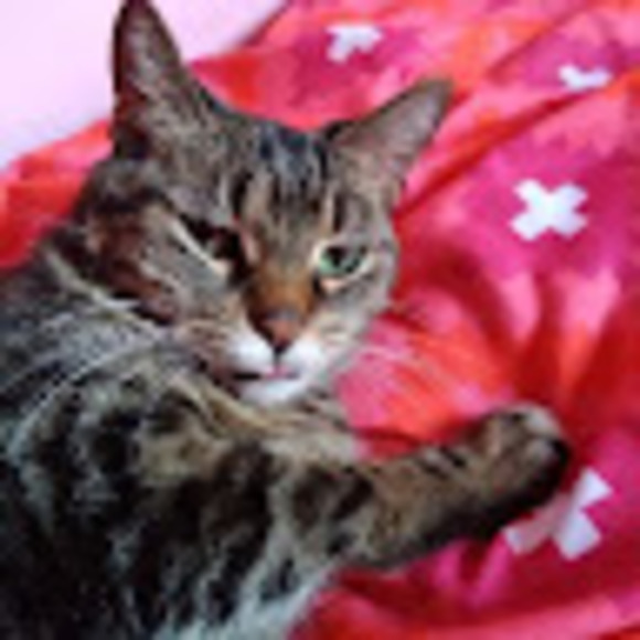 Meet your Posher, Harley - Picture 1 of 1